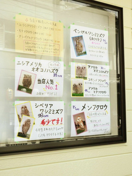 В Японии появилось совиное кафе - ФОТОСЕССИЯ