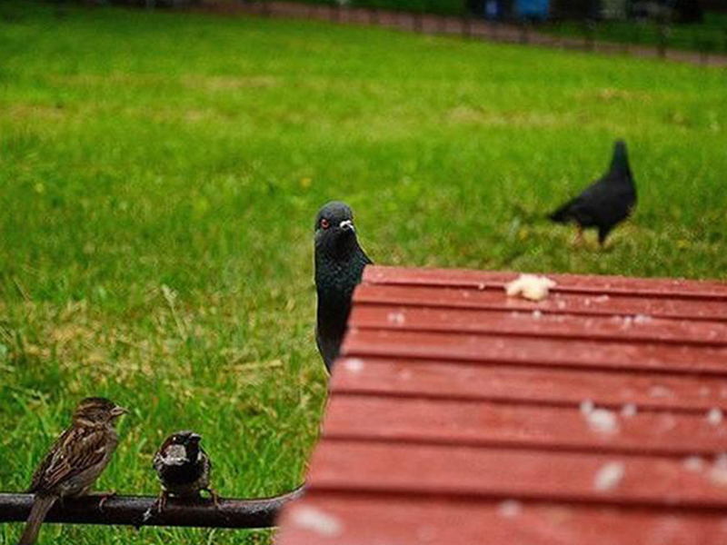 всем фото голубя с воробьями прикол душевую кабину