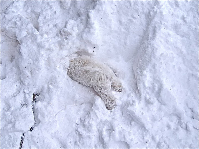 Замерзший сугроб. Следы на снегу. Живность на снегу. Кот в сугробе.