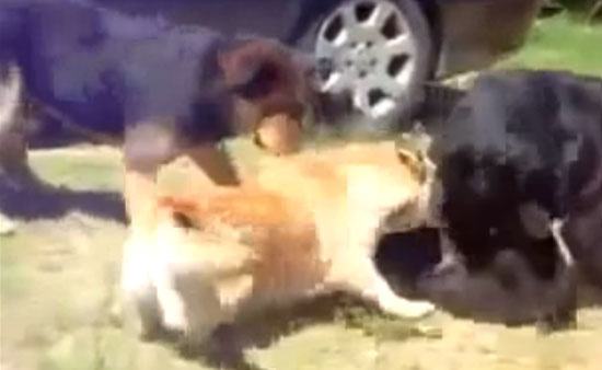 2. Никогда не кричите и не паникуйте