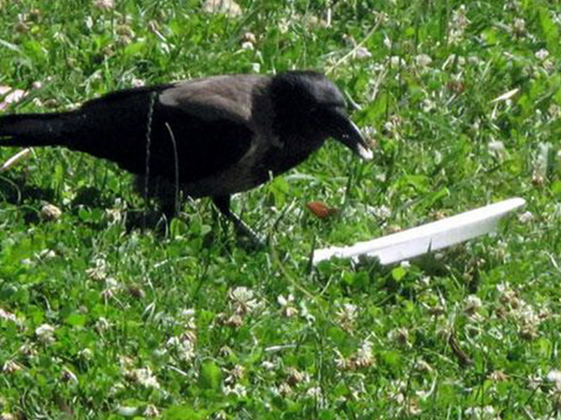 Crow finding. Вороны в парке. Культурная ворона. Ворона выбрасывает мусор. Вороны едят кукурузу.